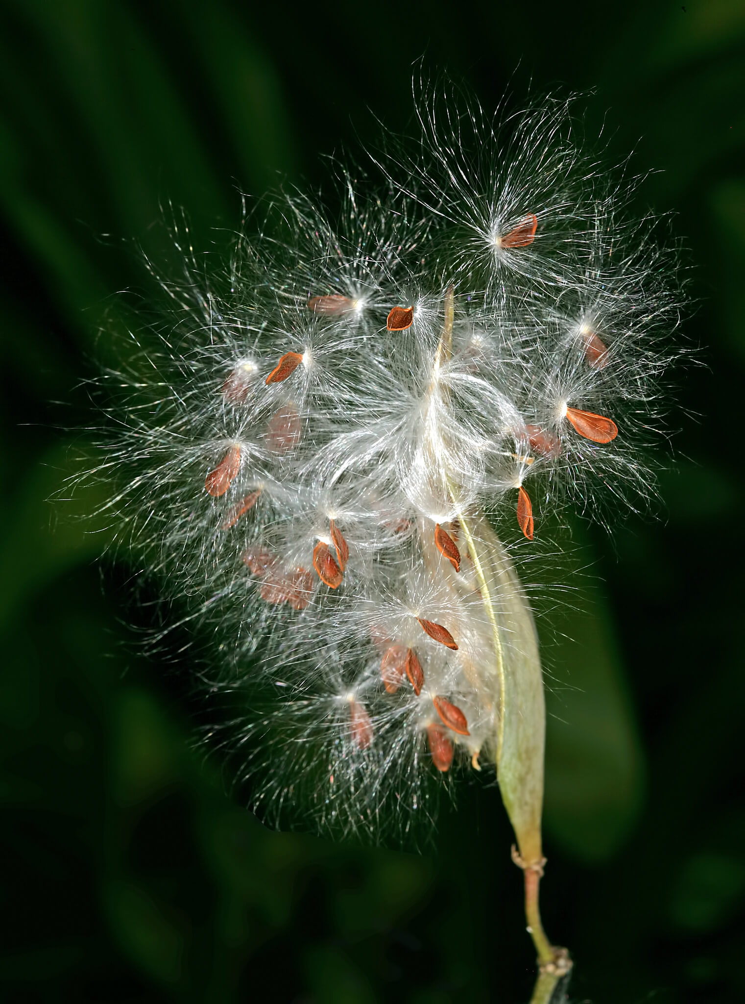 Asclepias curassavica